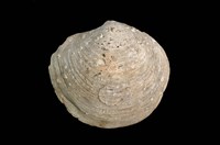 藏品(簾蛤)的圖片